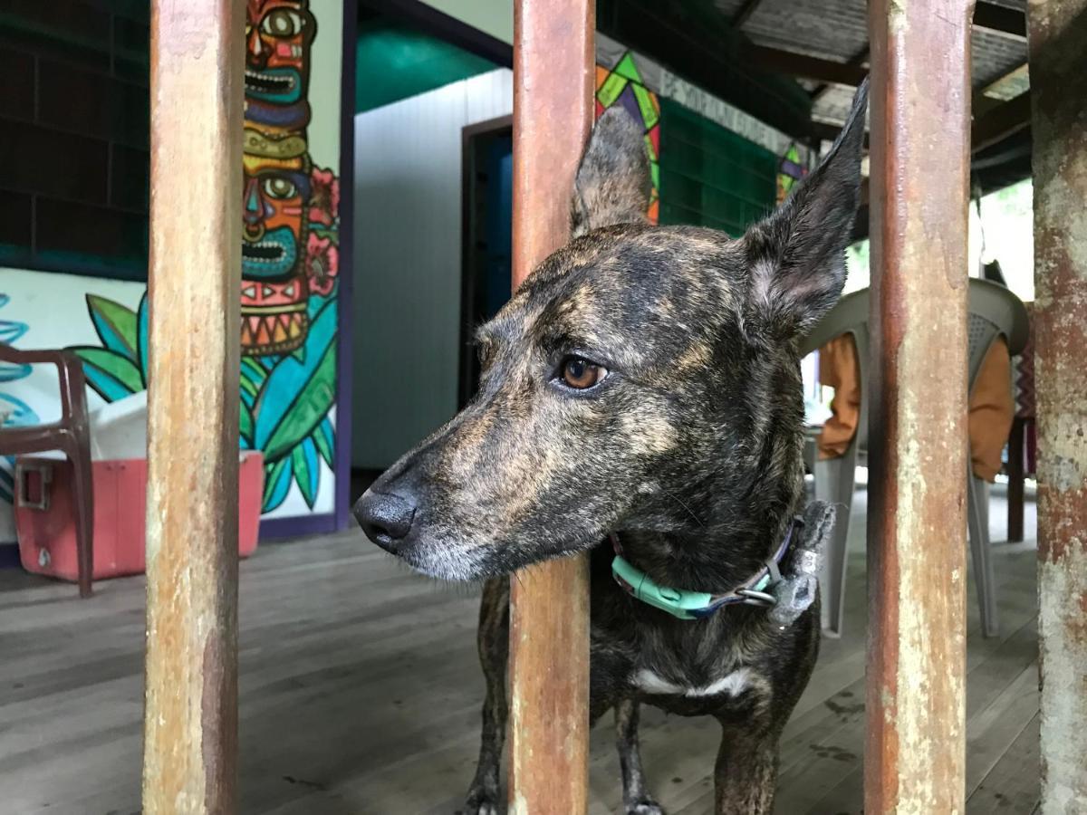 La Ruka Hostel Puerto Viejo de Talamanca Экстерьер фото